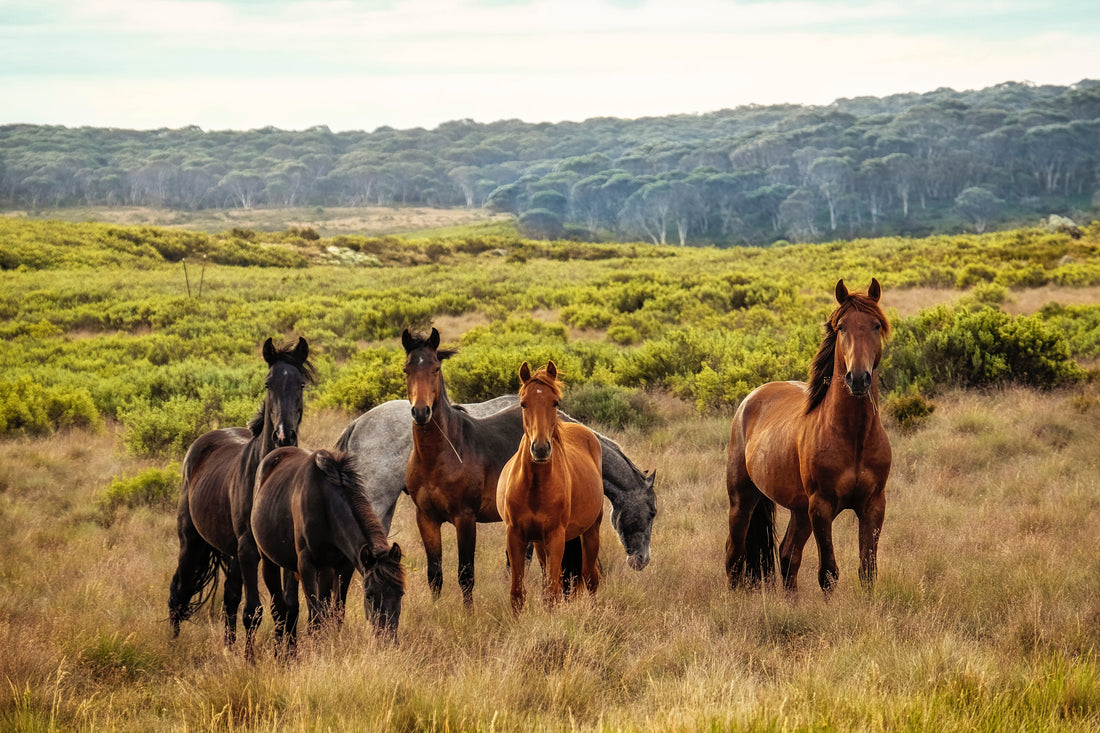 Groundbreaking animal wellness company PetVivo Holdings Inc., an emerging bio-medical company, announces the formation of nonprofit PetVivo Cares